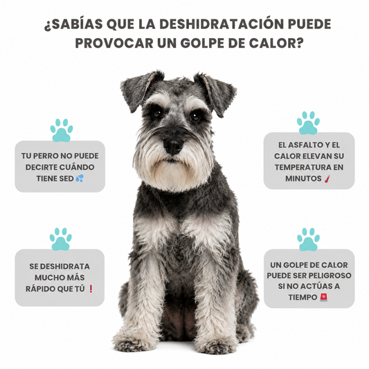 Botella de Agua Portátil para Perros